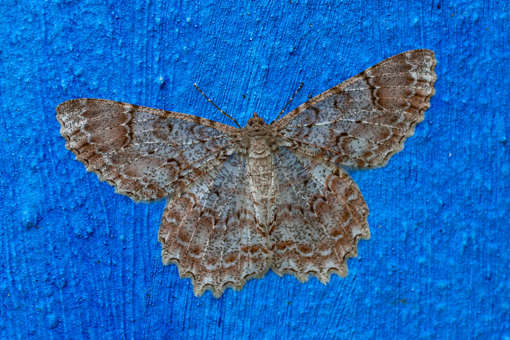 mariposa cinza na parede azul