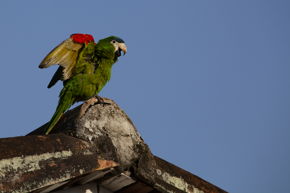 Periquitão maracanã em cima do telhado