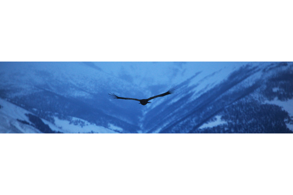condor voando
