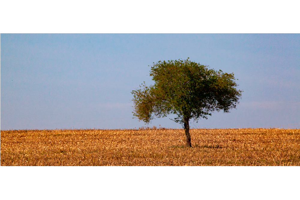 árvore no campo