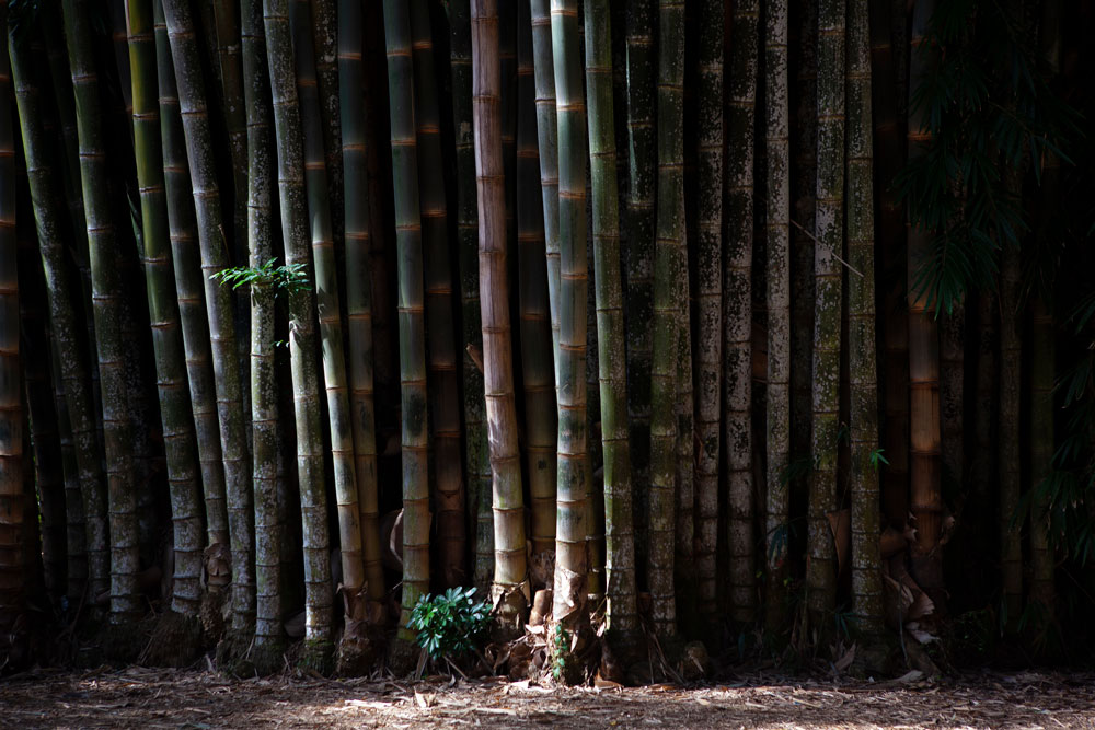 bambual do parque Vicentina Aranha