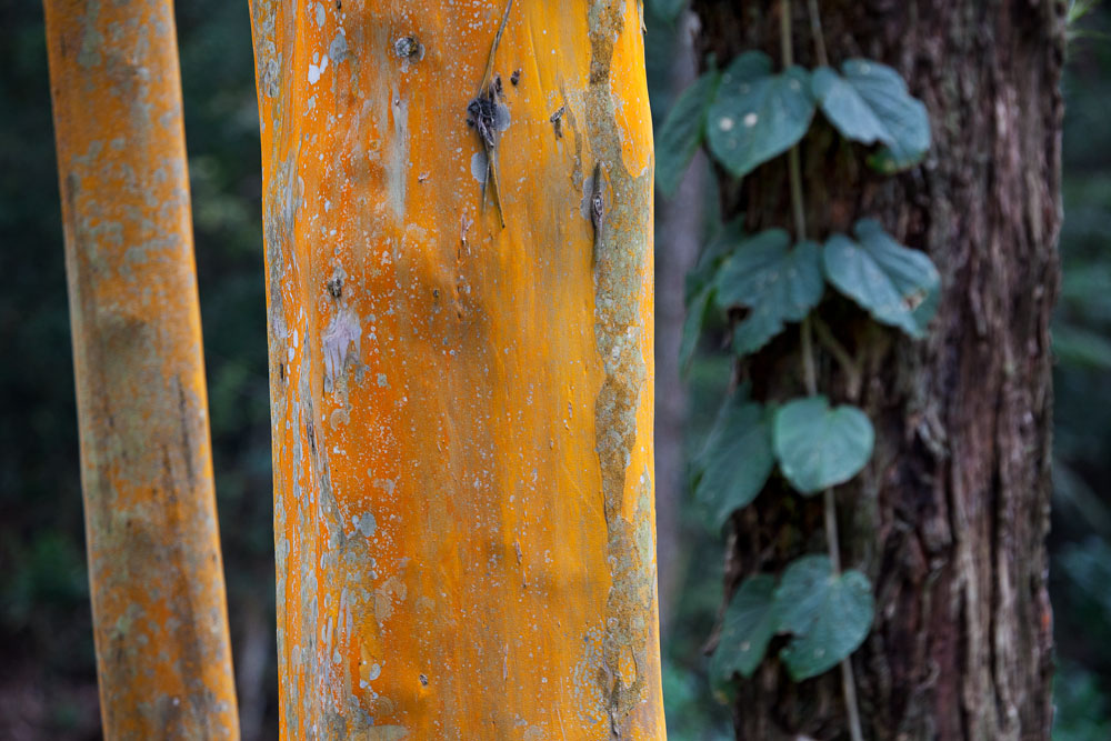 fungo amarelo sobre caule