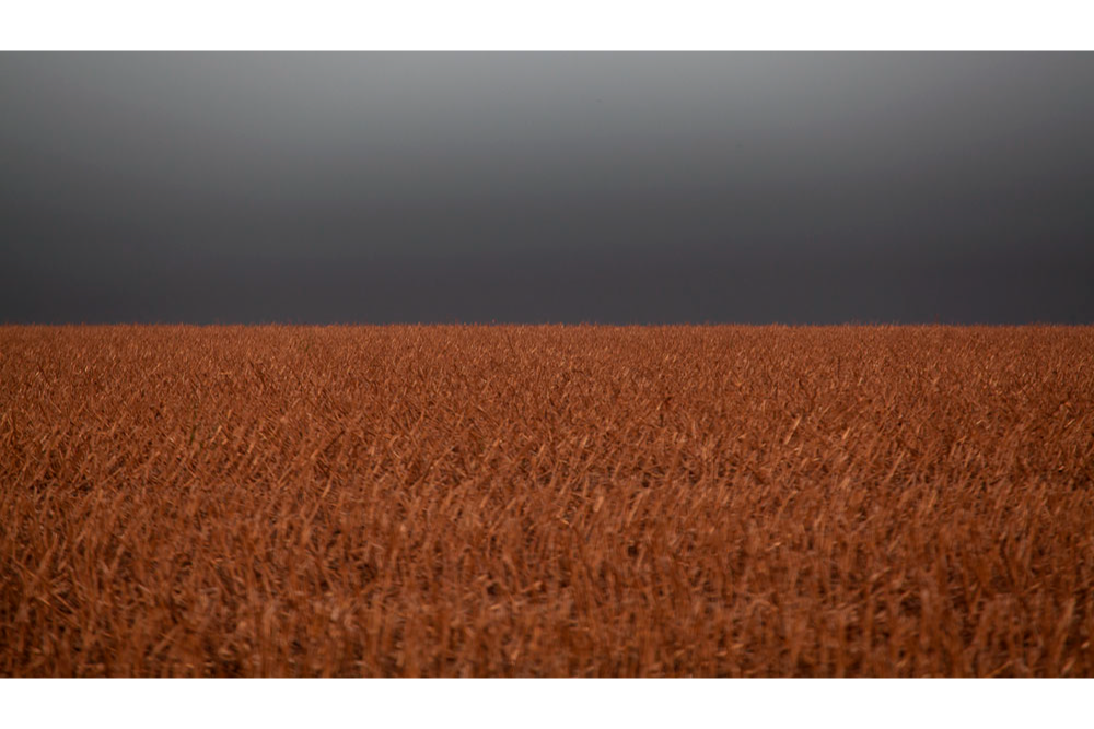 campo de milho, Mato Grosso