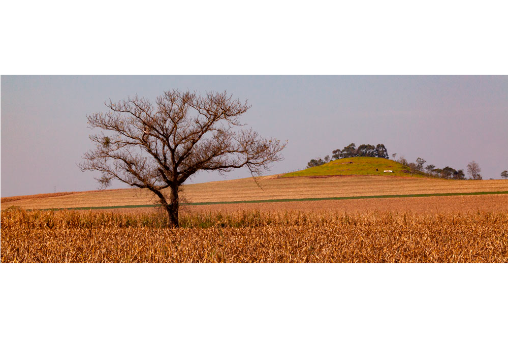 árvore no campo, Paraná